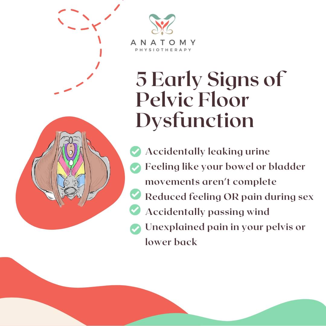 Anatomy - 5 Early Signs of Pelvic Floor Dysfunction For a lot of women ...