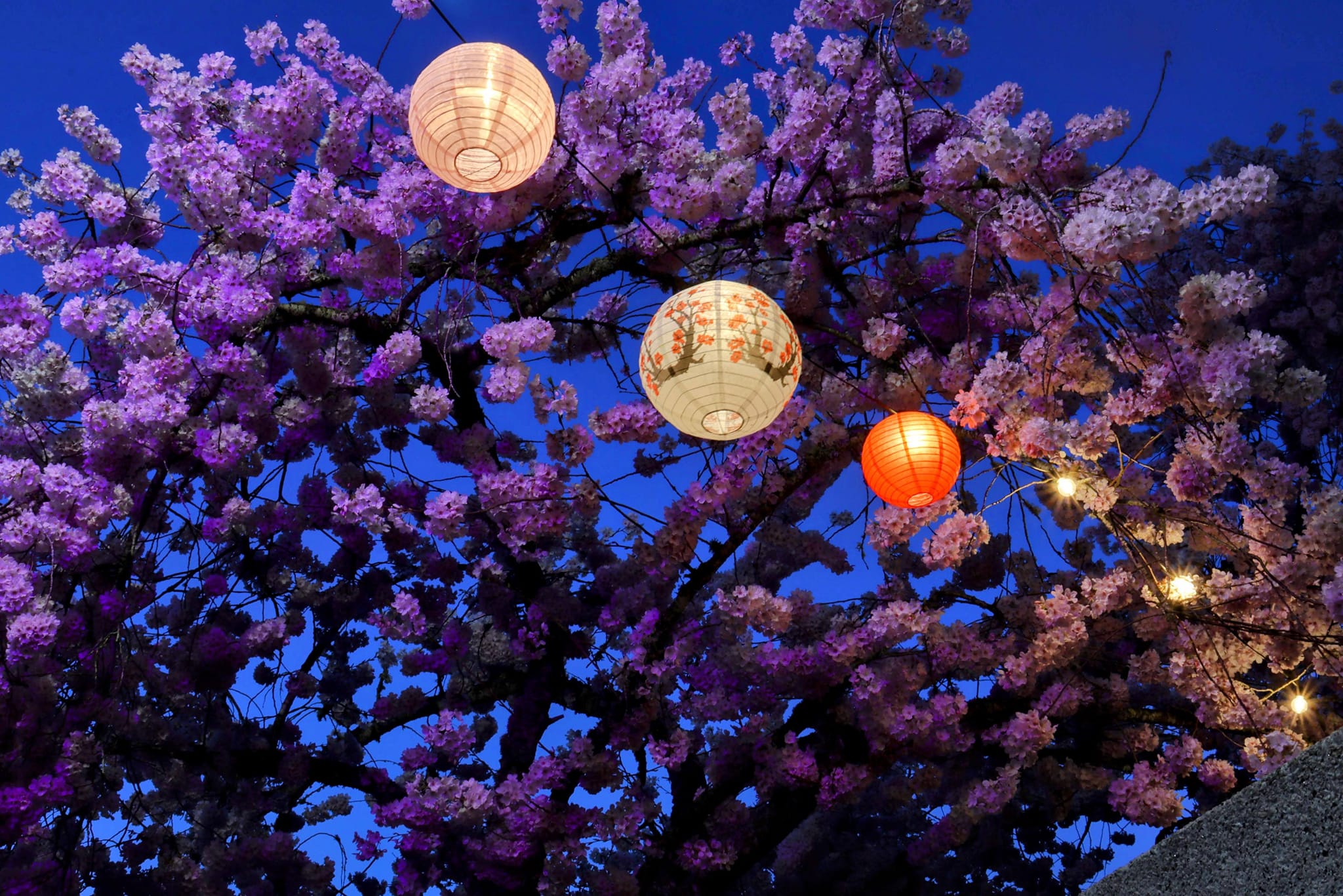 Oregon cherry blossoms with purple light