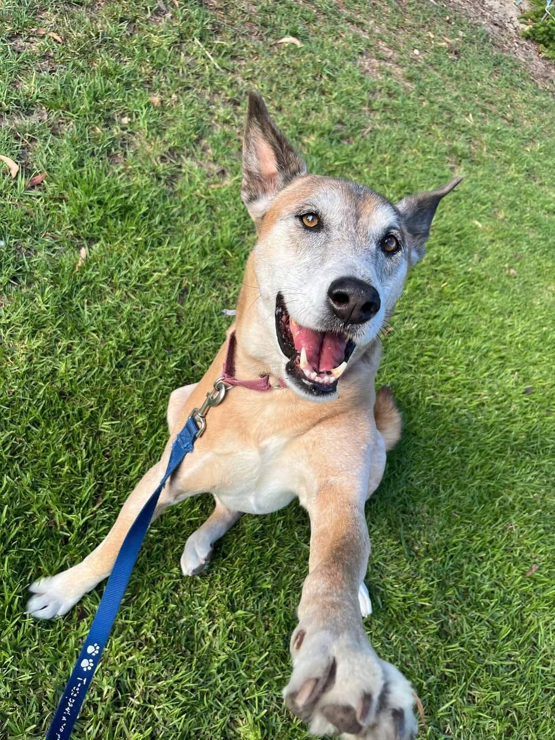 Meet COOEE 💖 Cooee is a... - Perth Dingo Rescue Ltd.