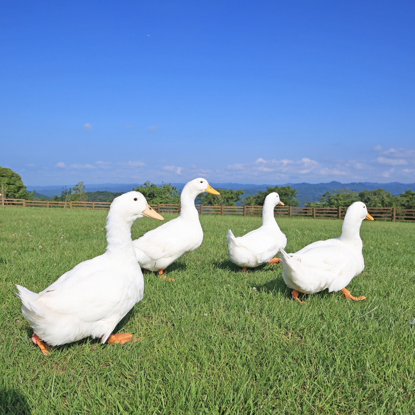 アヒルはどの角度で見てもカワイイ！ ぜひ！アヒルに会ったときは🦆 隅