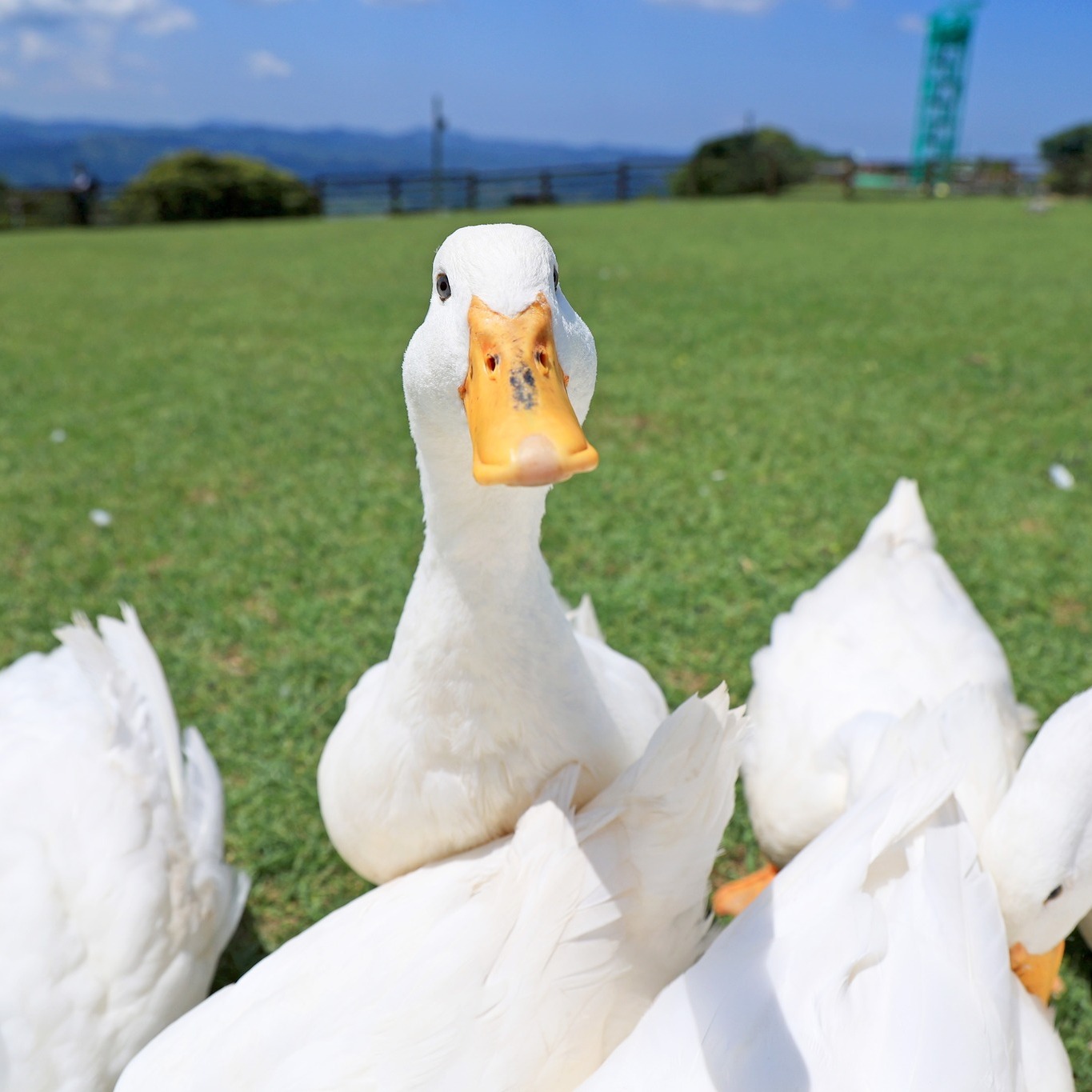 アヒルはどの角度で見てもカワイイ！ ぜひ！アヒルに会ったときは🦆 隅