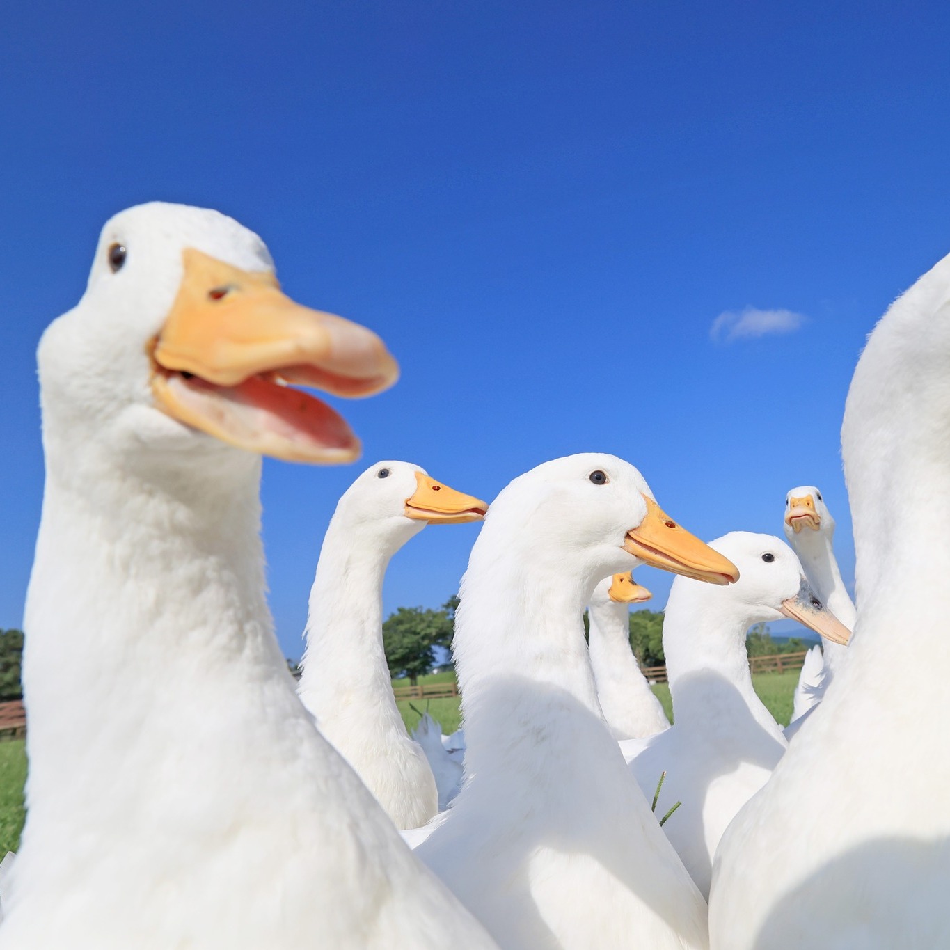 アヒルはどの角度で見てもカワイイ！ ぜひ！アヒルに会ったときは🦆 隅