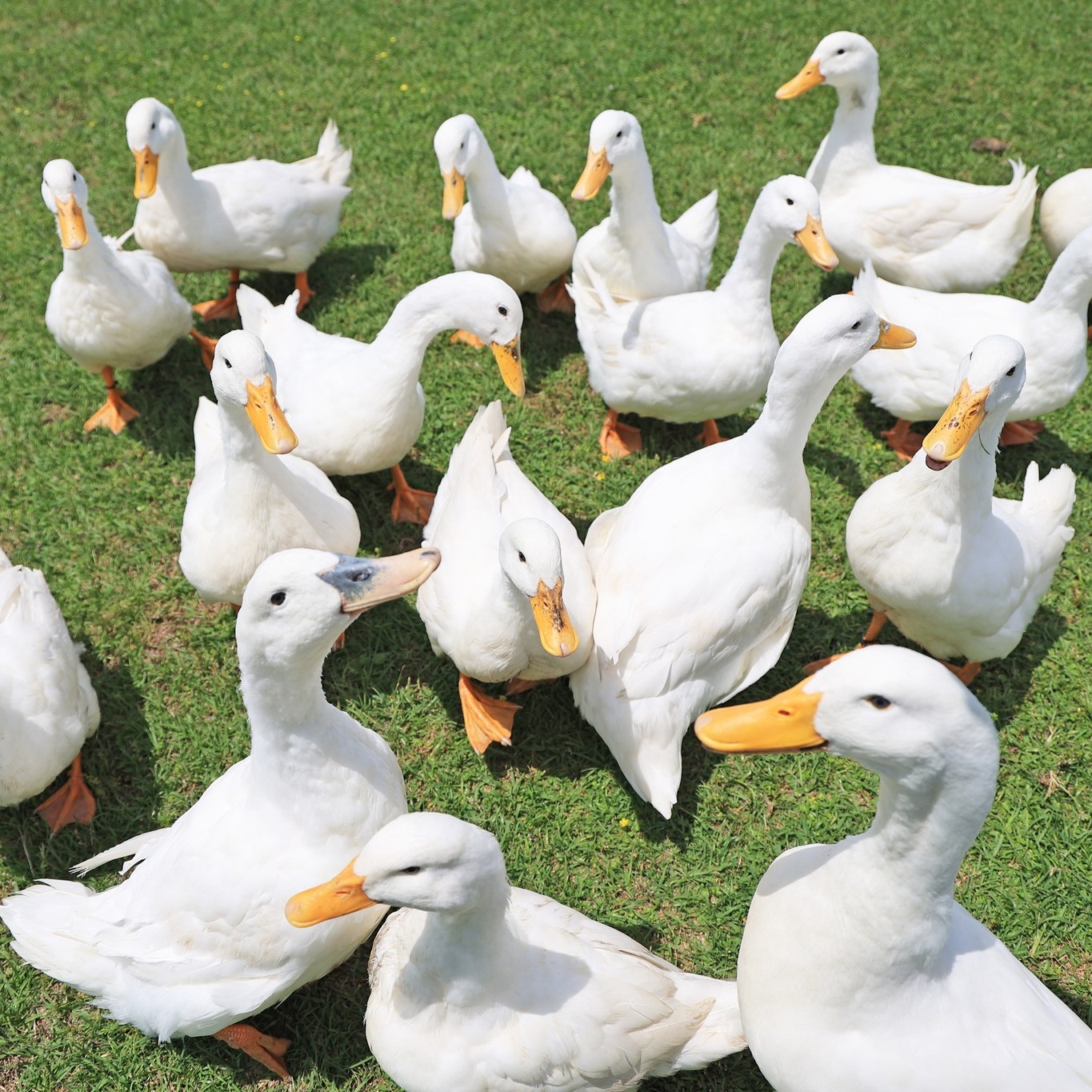 アヒルはどの角度で見てもカワイイ！ ぜひ！アヒルに会ったときは🦆 隅