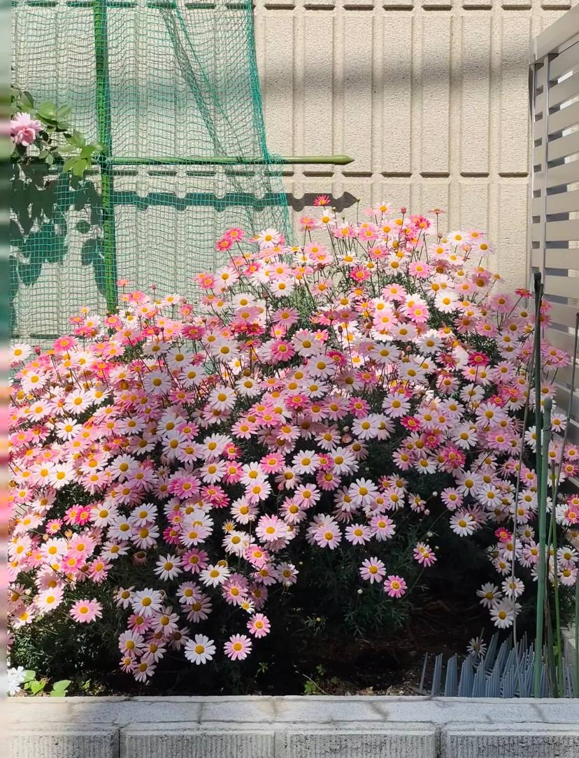 山口 惠子