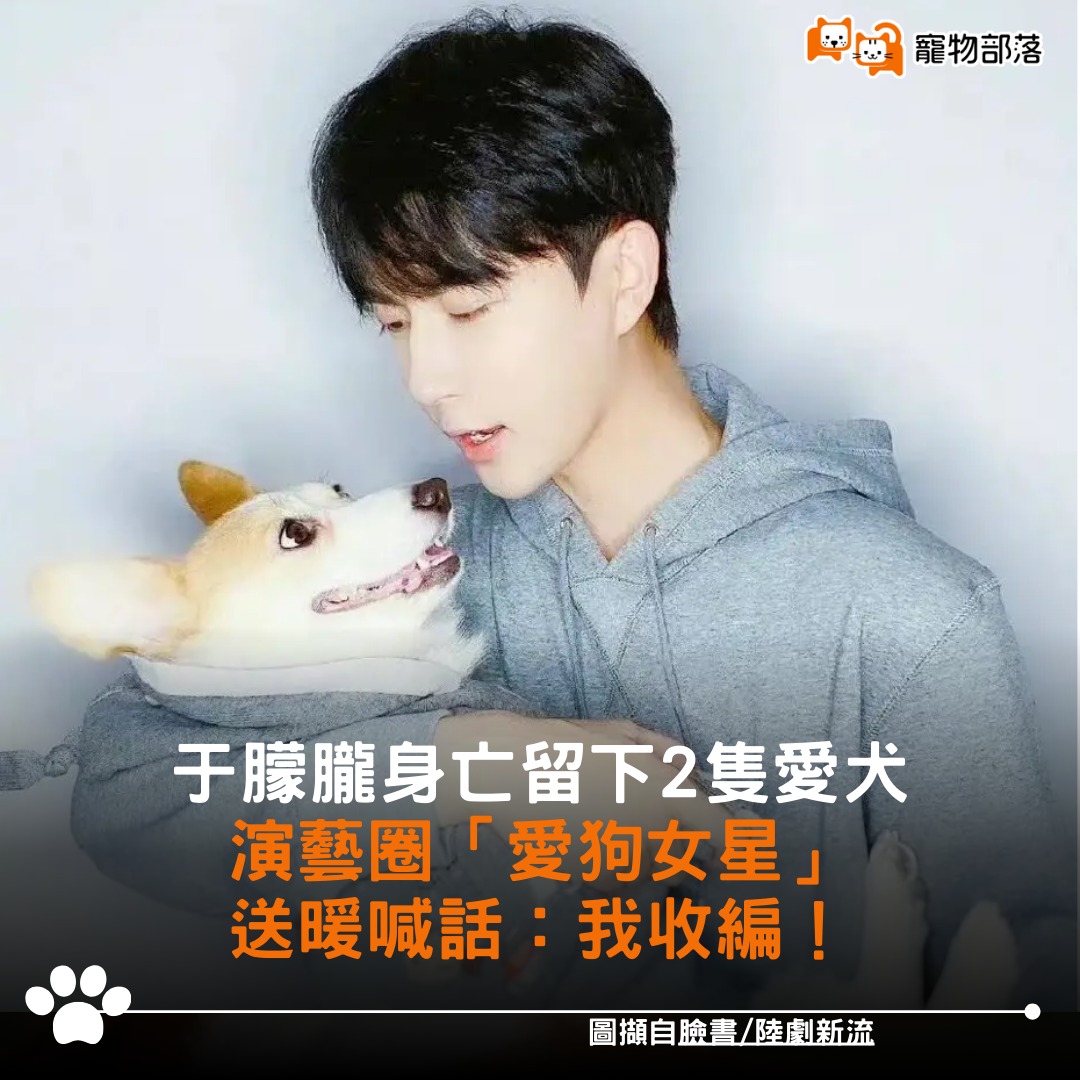 udn寵物部落 - 于朦朧生前飼養的兩隻愛犬，9歲的柯基「福麗」與5歲的法國鬥牛犬「火腿」，在主人離開後成為粉絲們憂心的焦點，許多人擔心這兩隻 ...