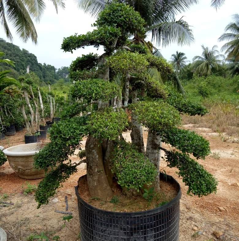 Sri Bonsai Perlis