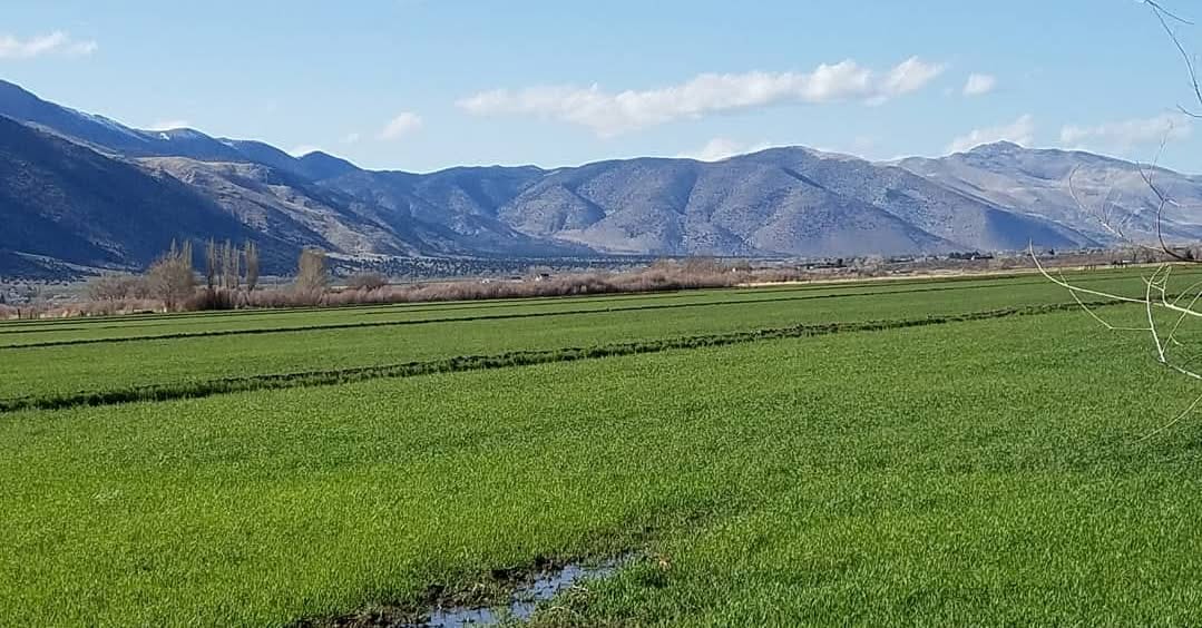 Rios Ranch Hay LLC | Smith NV