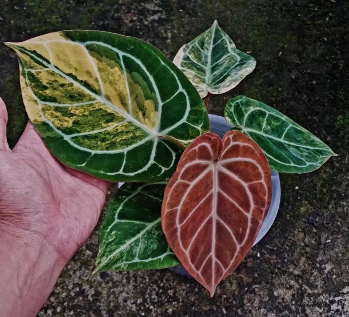 Anthurium Red Tiger✖️KOS✖️Red Crystallinum Anthurium Silver