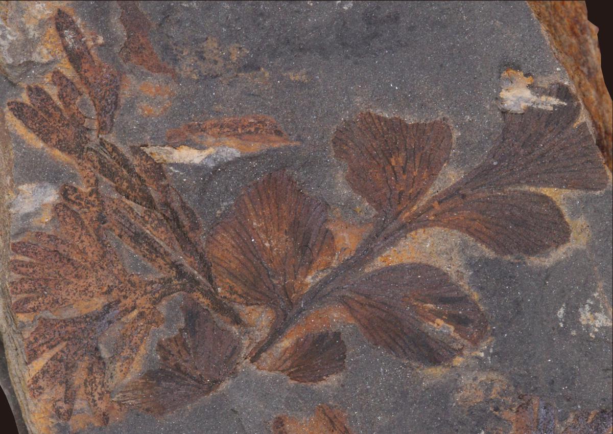 China Daily - #Fossil groups of ancient plants that grew...