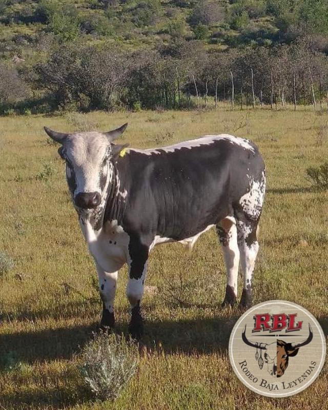 Rodeo - Buenos días raza Vaquera les presento este bonito ejemplar de ...