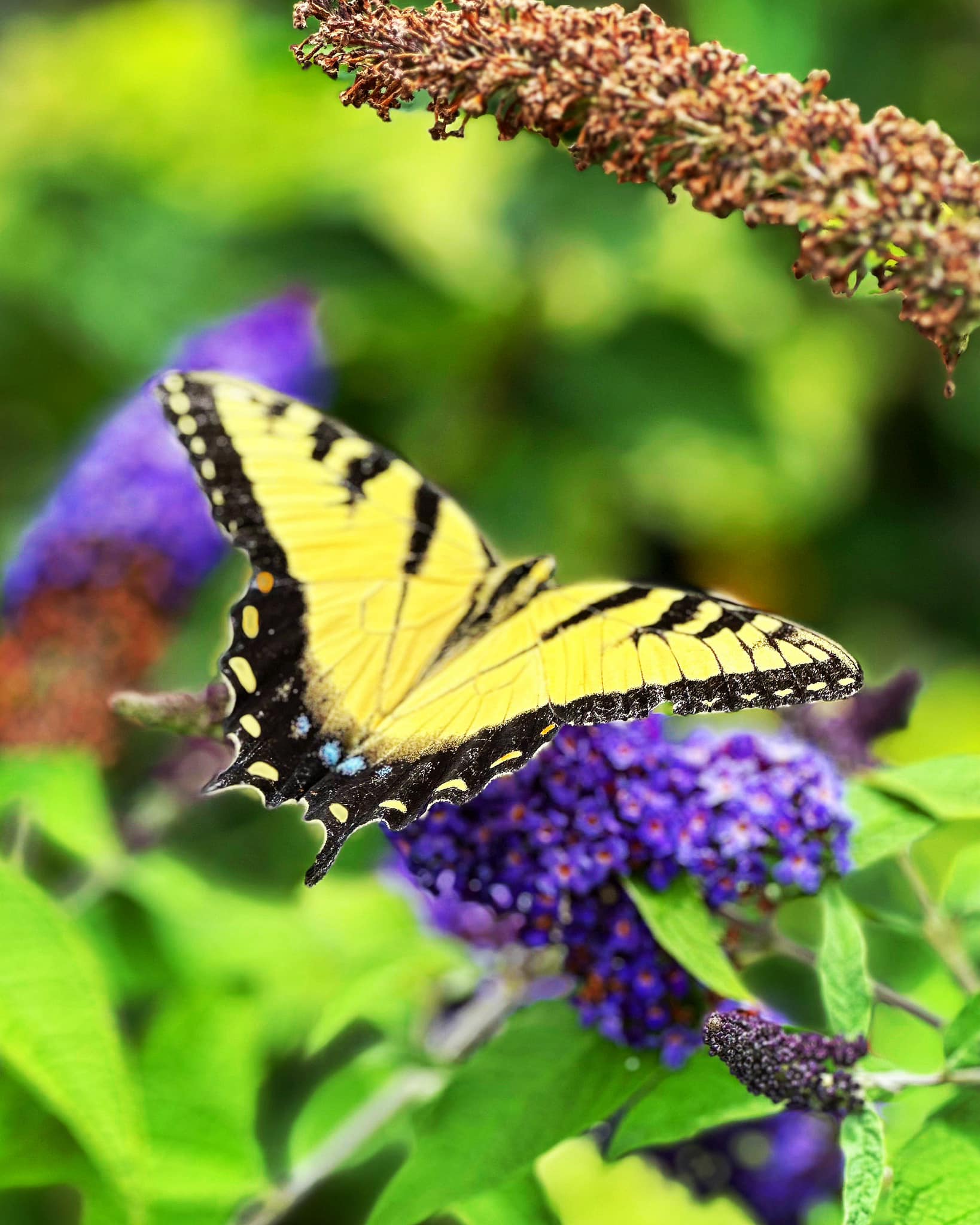 Flutter by our garden center for... - Thress Nursery Gardens | Facebook