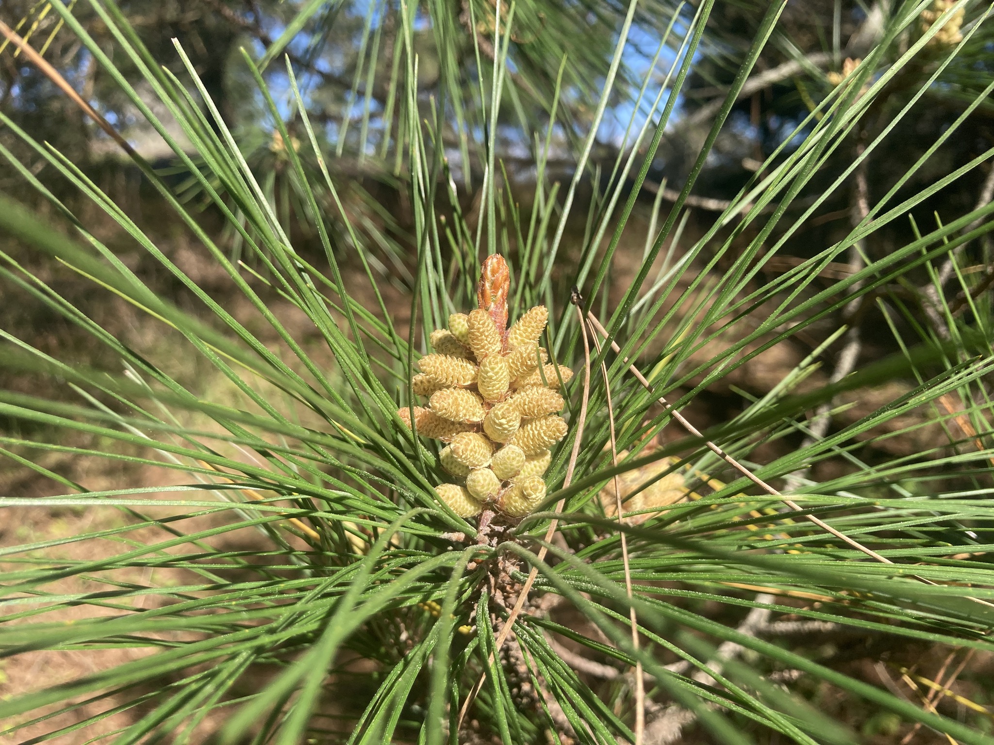 Friends - Did you know while data on allergies to Monterey pine (Pinus ...