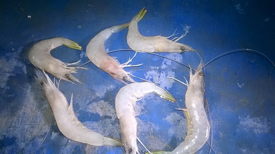 Al Hamd Sea Foods | Karachi