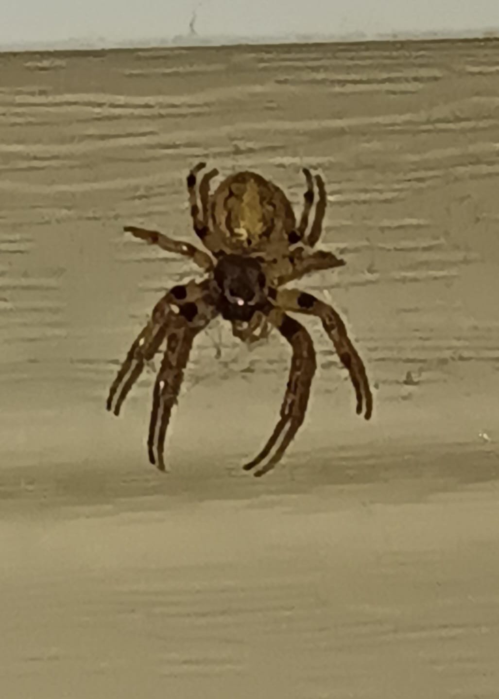 What is this spider, a furrow orb weaver, on my door?