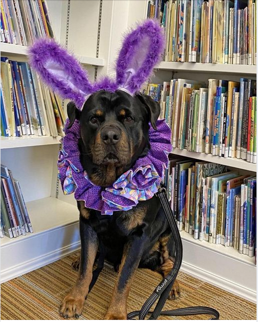 AKC Family Dog - It's Jager, the Great Easter Rottie,...