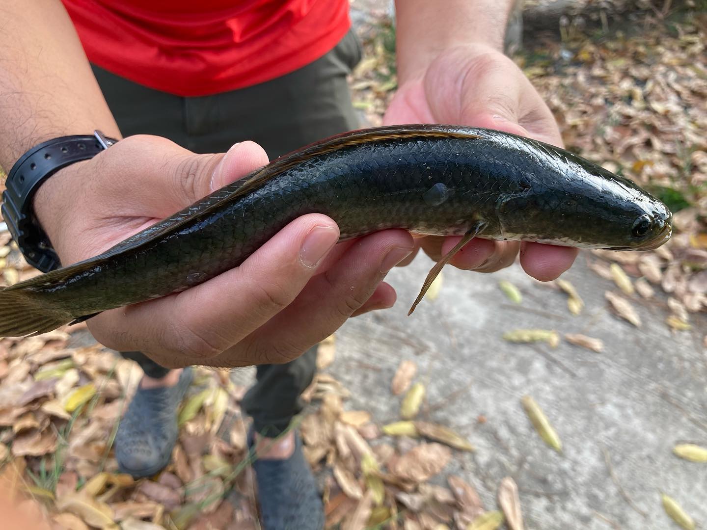 Hooks and Lures