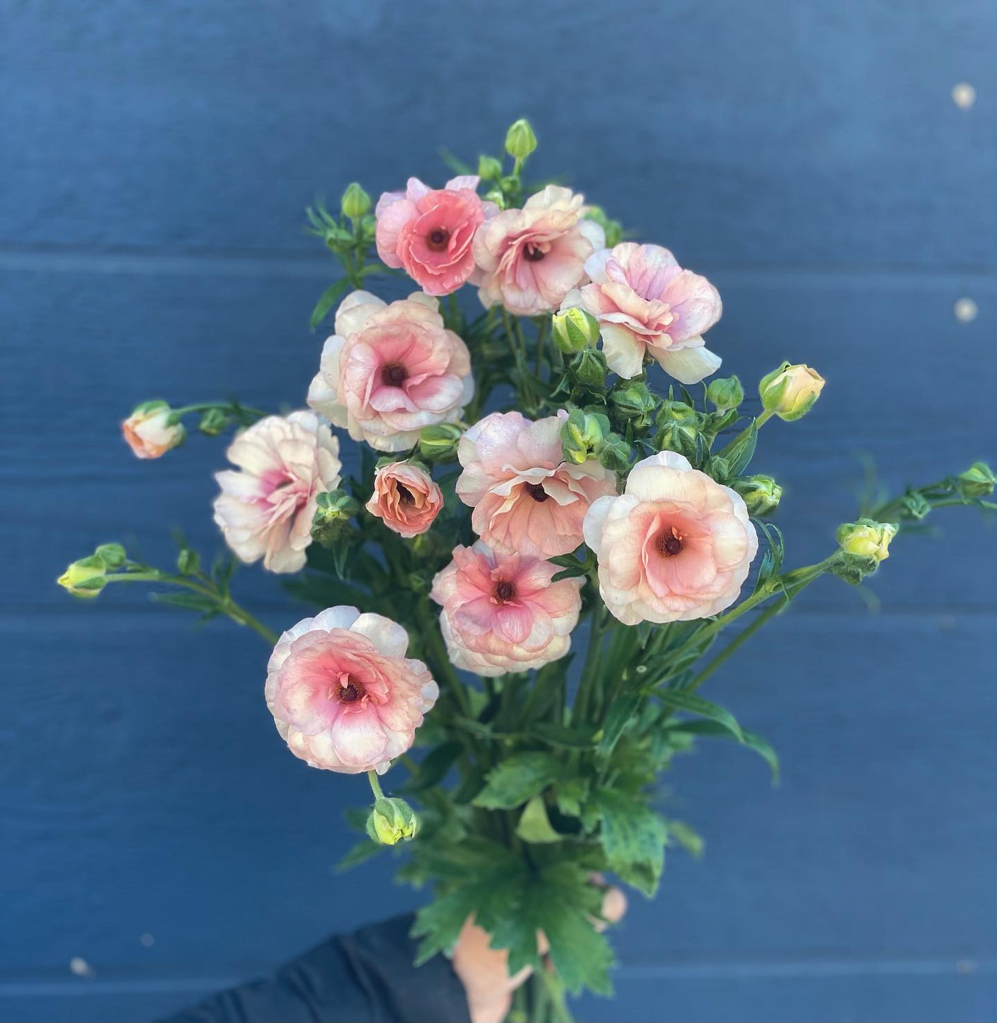 ☀️ It’s Flower Friday and today we are... - Dutch Roots Farm