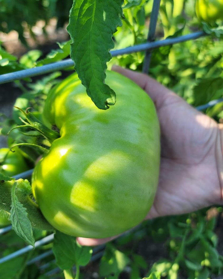 🍅 Tomato Season Is Almost Here! 🍅 June marks the start of tomato