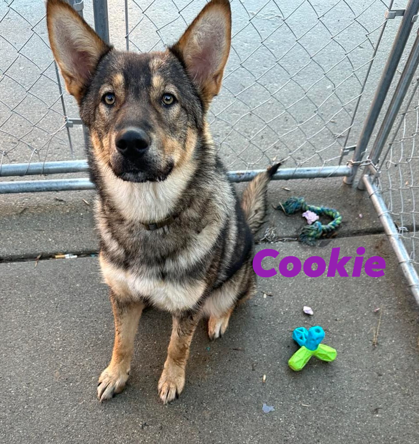 Ruff - Cookie: This young lady is just shy of 1-year-old. She is a 40 ...