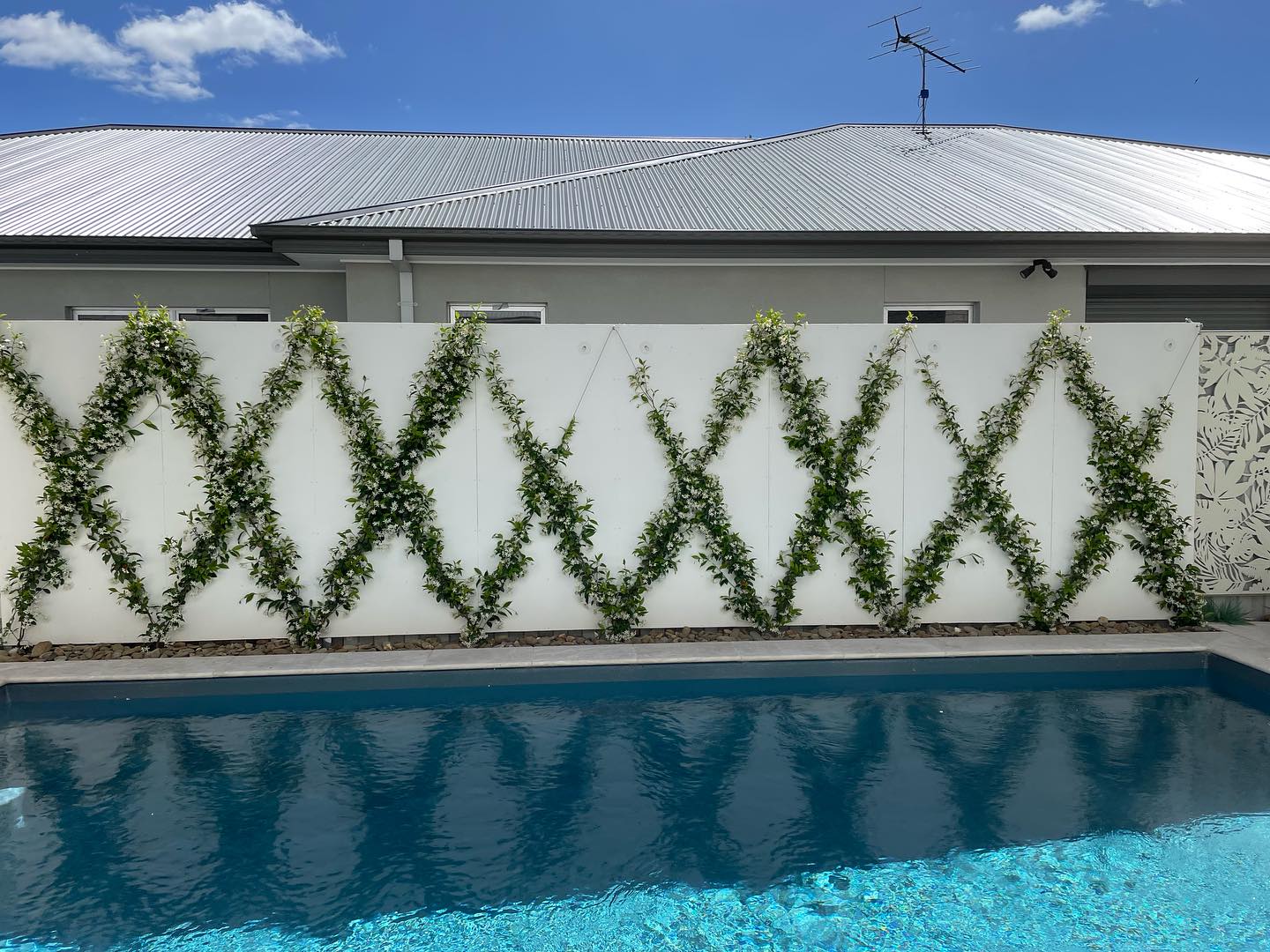 CWC - Climbing star jasmine is the perfect addition to this feature ...