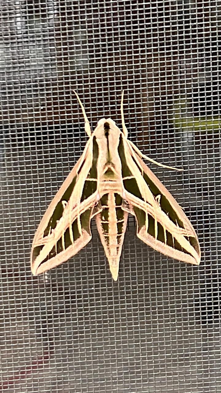 What is this large moth in lower Michigan?