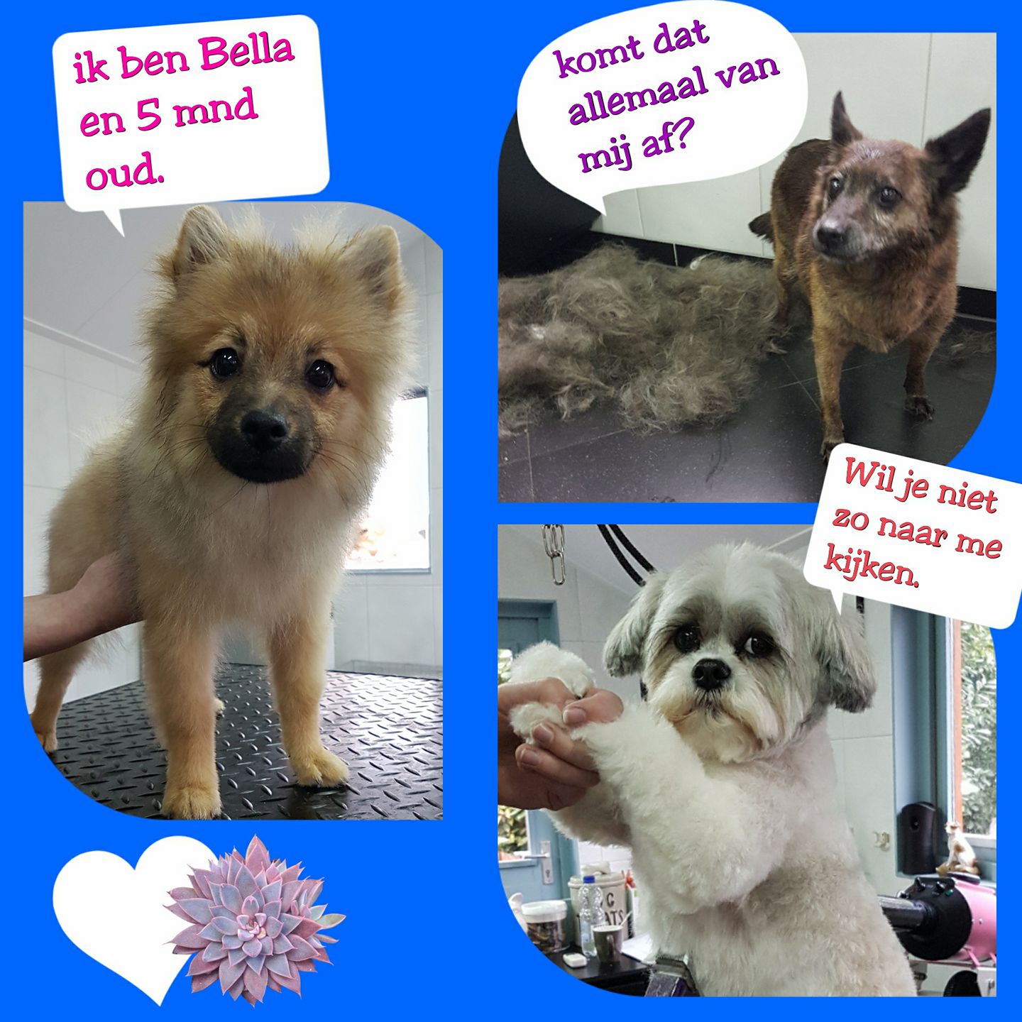 Even een paar leuke... - Dogs Beautysalon Melissa Ridderkerk