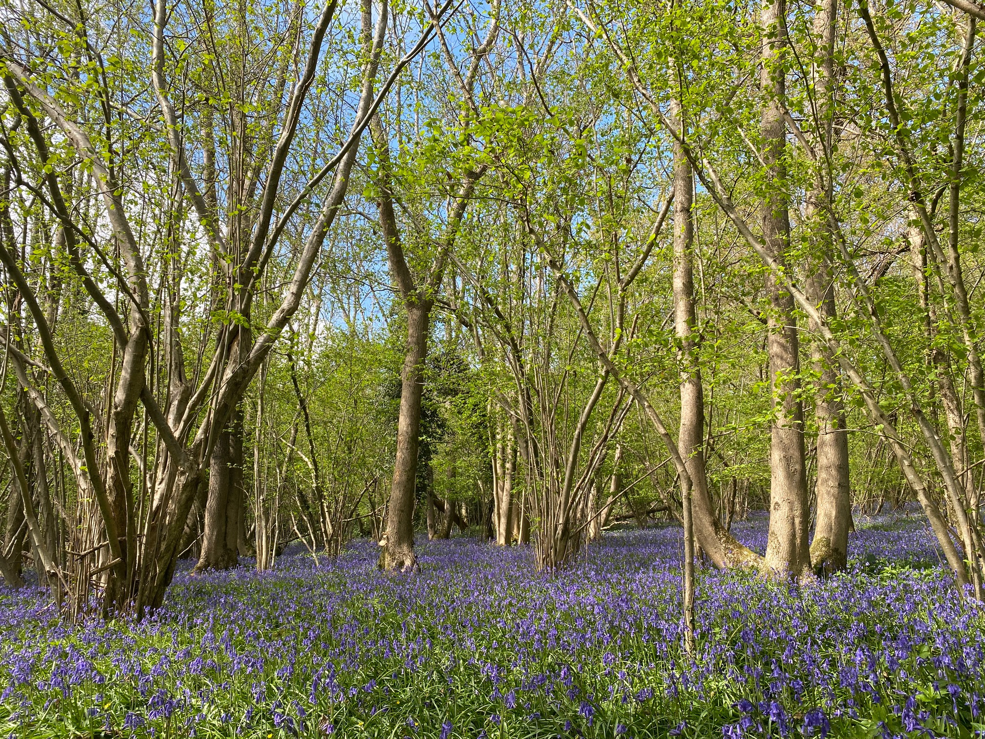 Roots CIC | Storrington