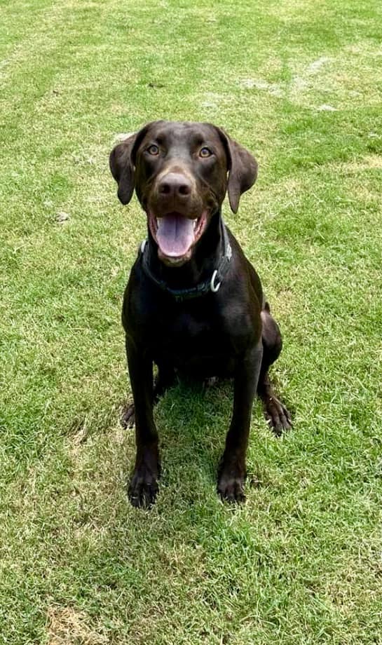 Foster or adopter needed. Moose... - Chicagoland Lab Rescue