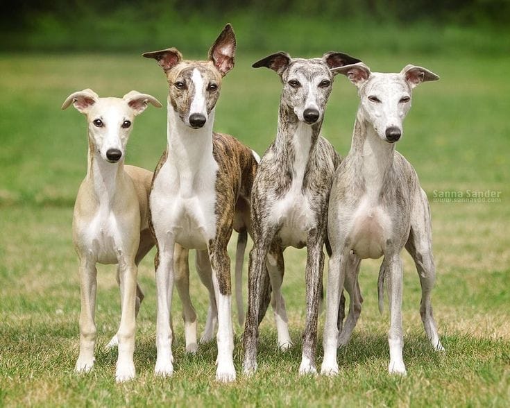 Italian Grayhound Lovers Official | Facebook