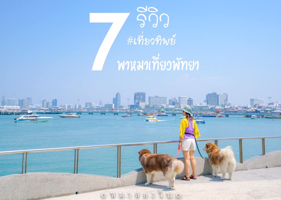 พาเจ้าตูบเจ้าเหมียวมาเที่ยวพั... - Basaya Beach Hotel & Resort | Facebook