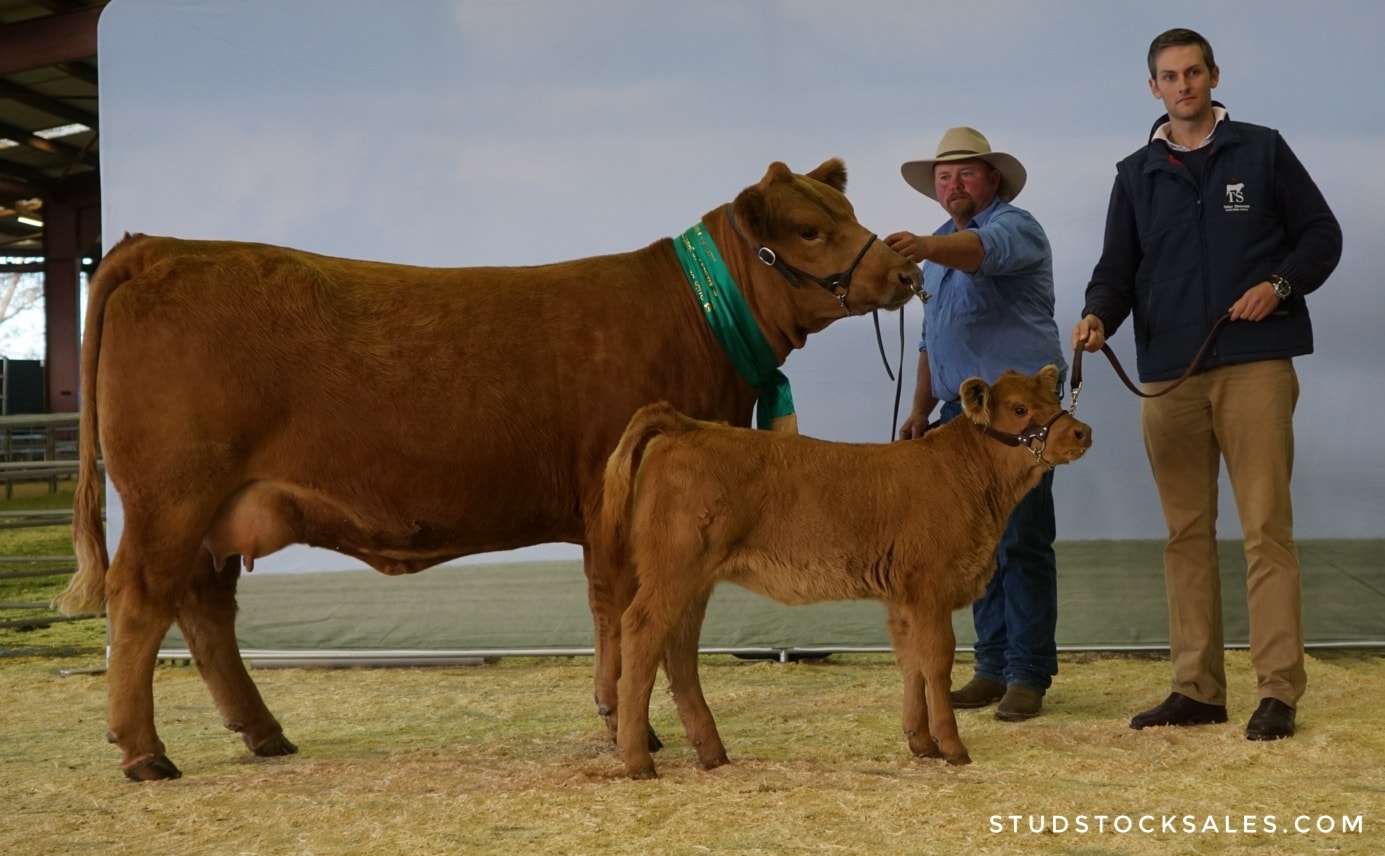 Congratulations Tullayr Simmentals... - Simmental Australia | Facebook