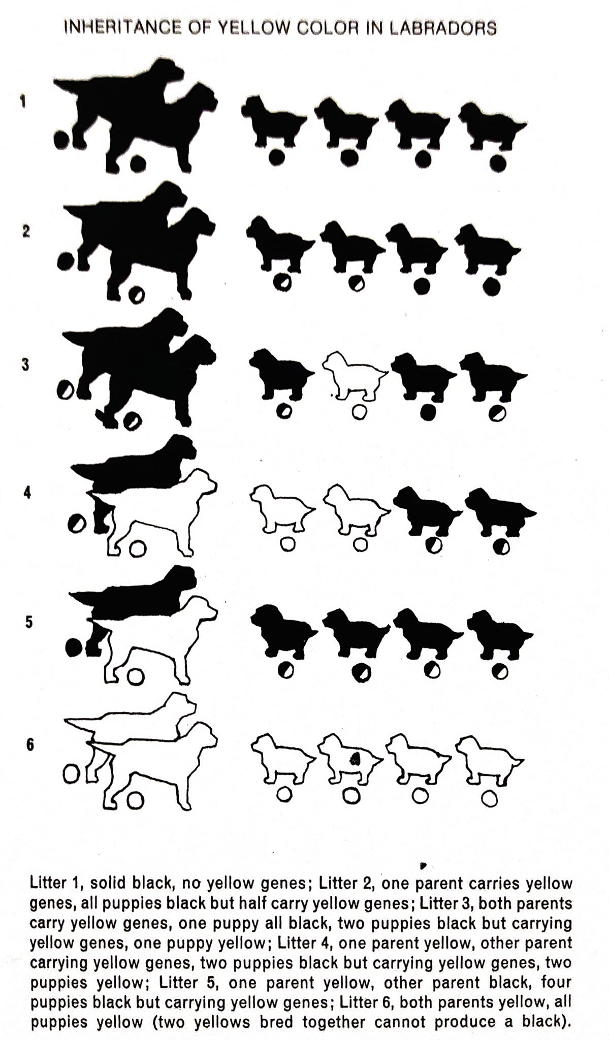COLOUR INHERITANCE in dogs... - Indian National Kennel Club | Facebook