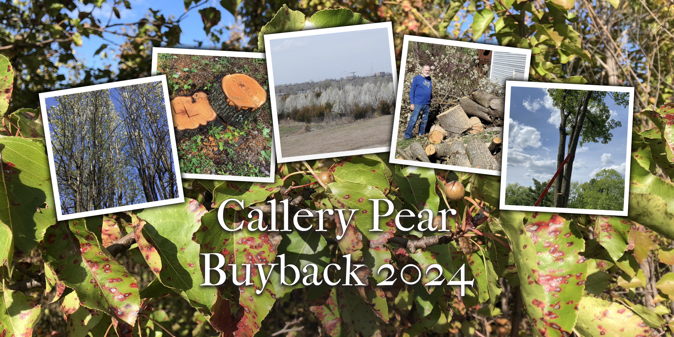 Deep Roots KC - The 2024 Callery Pear Buyback Events are... | Facebook