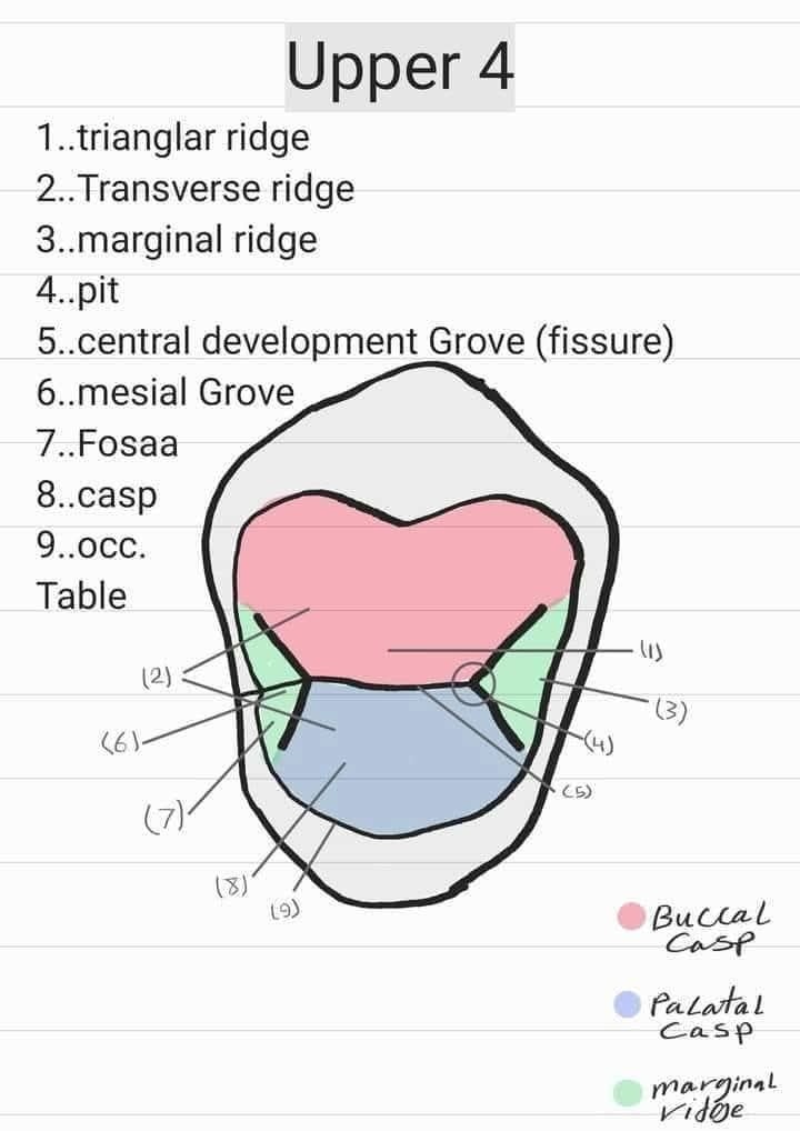 Education in Dentistry added a... - Education in Dentistry