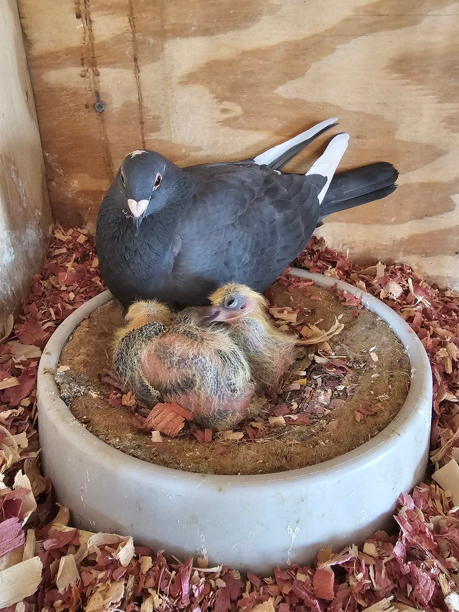 Blue Ridge Farm - Some of the 2024 Racer babies we have so...