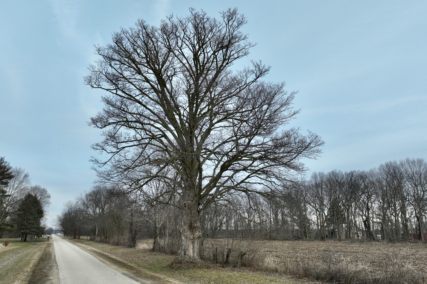 What is the March Tree of the... - Natural Land Institute