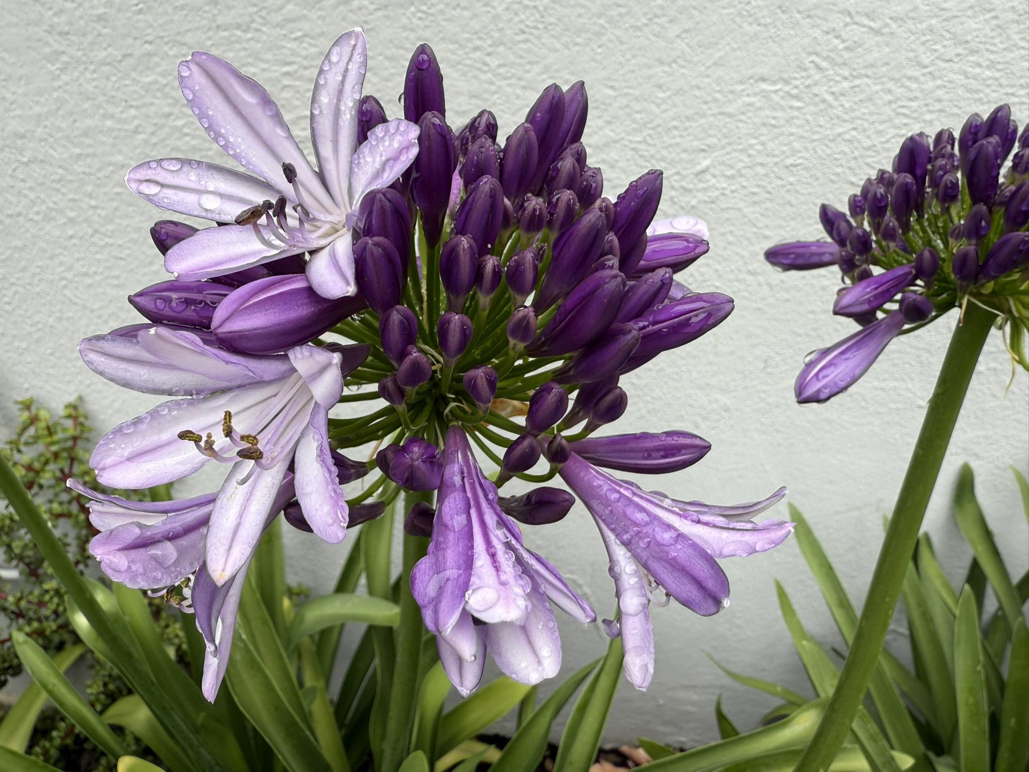 the-aloe-farm-agapanthus-alexander-starting-to-flower-facebook