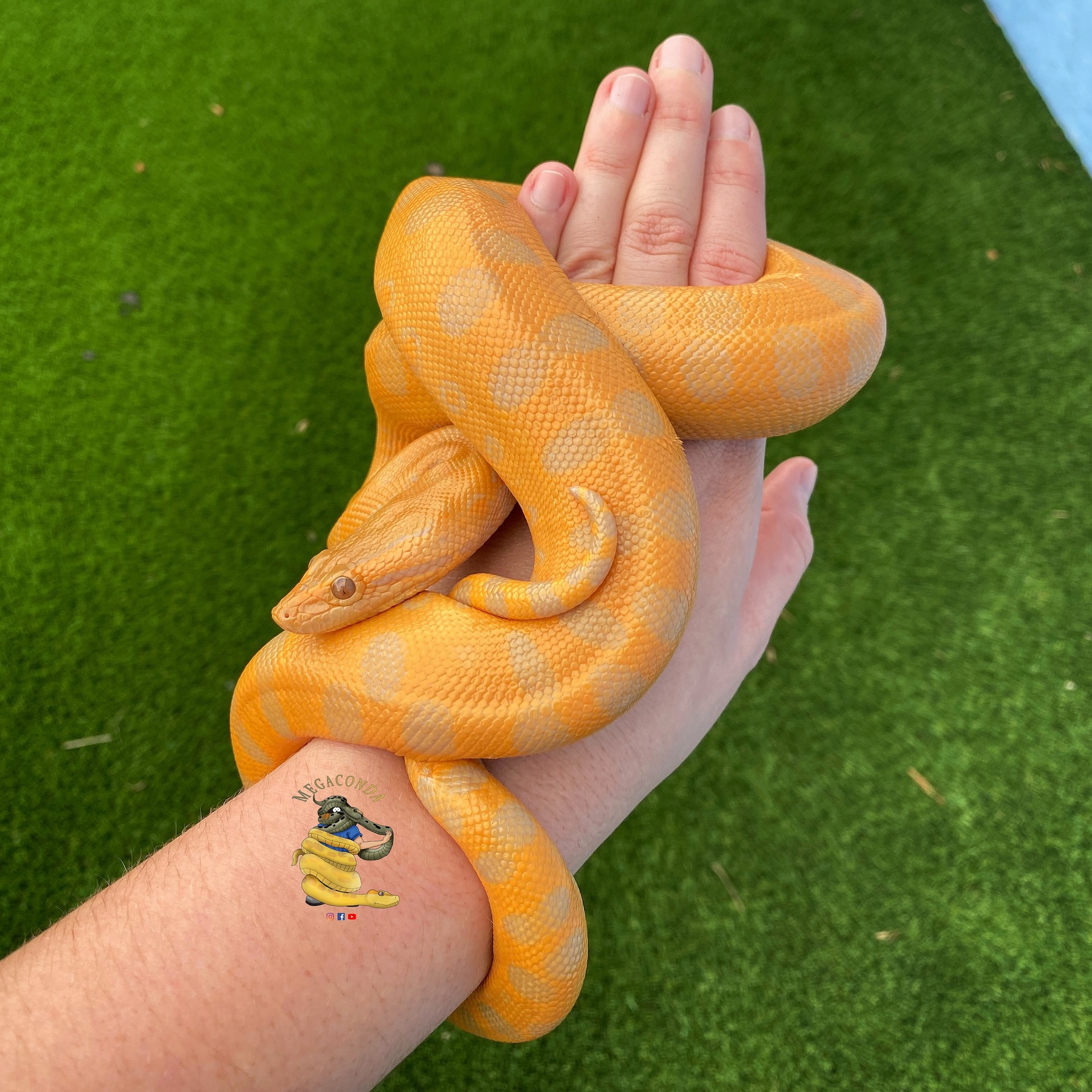 What an amazing albino green anaconda at MegaConda! 🧡 TRR is made