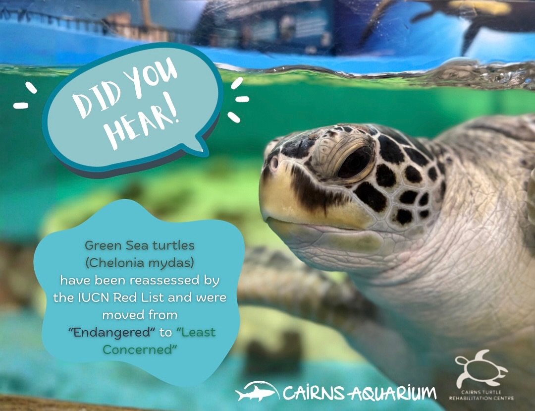 Cairns - Some absolutely Turt-ly awesome news!! 📰 The IUCN Red List has ...