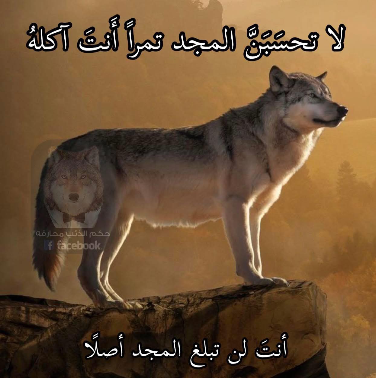 ‎حك... - حكم الذئب محارقة التي ستغير حياتك من السيء إلى الأسوأ