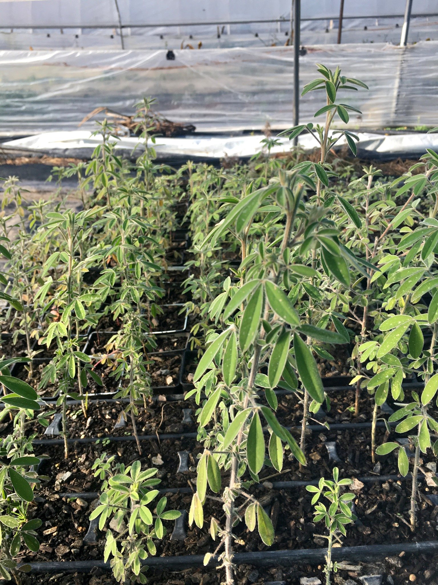 Tree Lucerne, Tagasaste, Chamaecytisus Palmensis - Plants & Seedlings ...