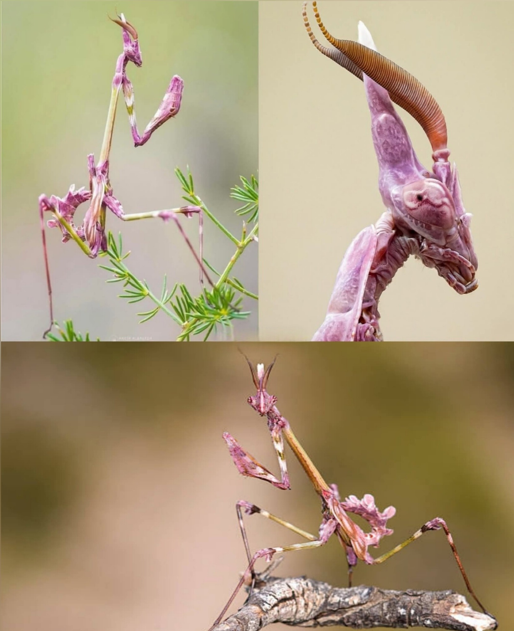 Enigmas - La Mantis Empusa (también conocida como Mantis Cabeza de Cono ...