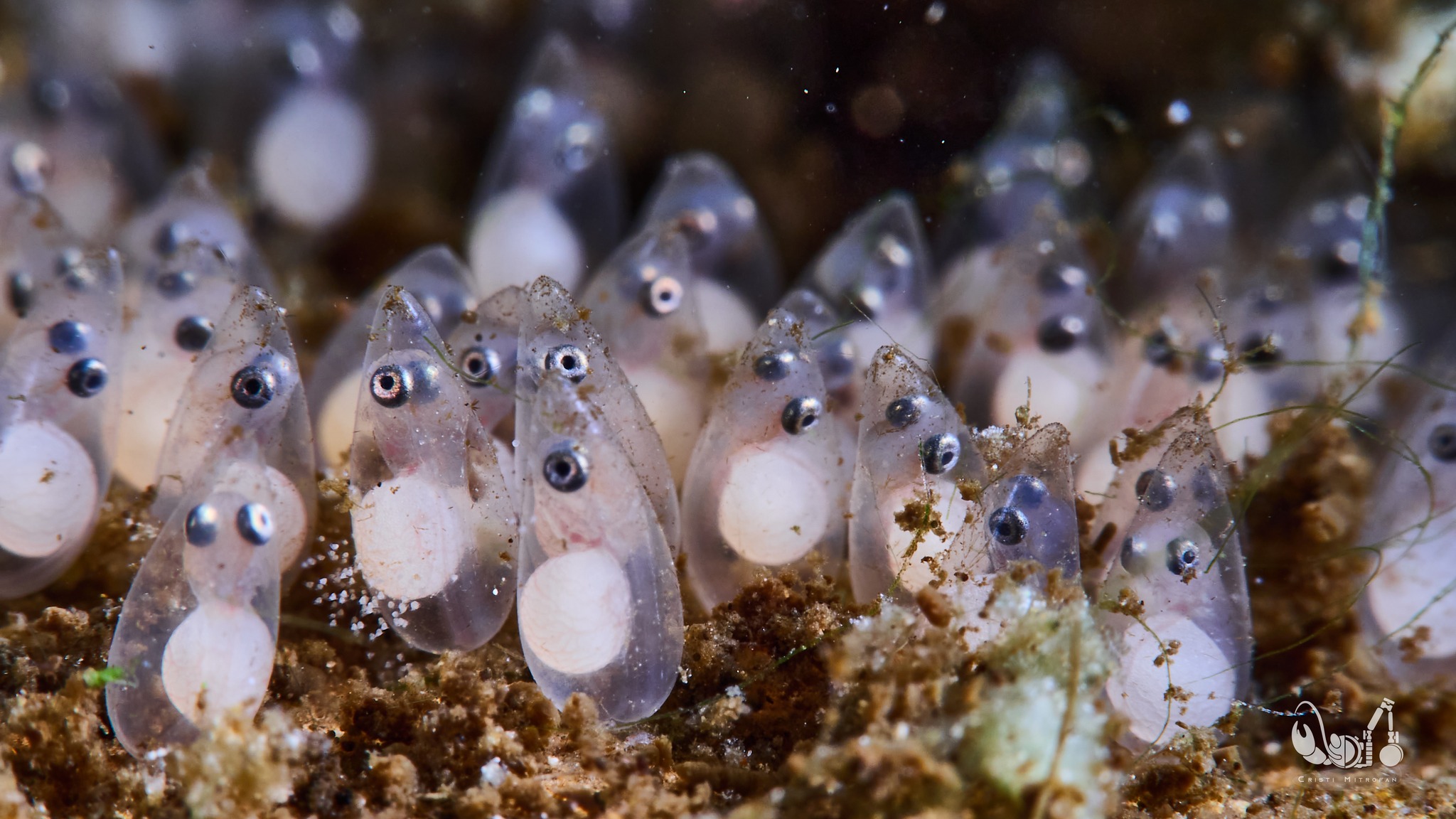 Hi there! What macro lens do you prefer underwater? M.Zuiko 12-50 