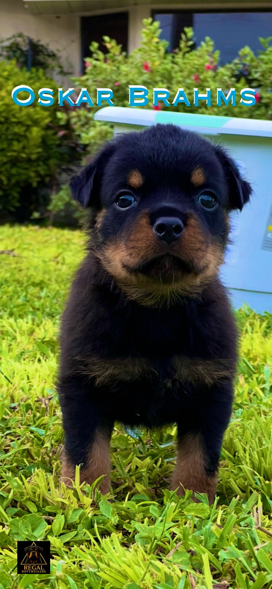 Regal Rottweilers Kennel