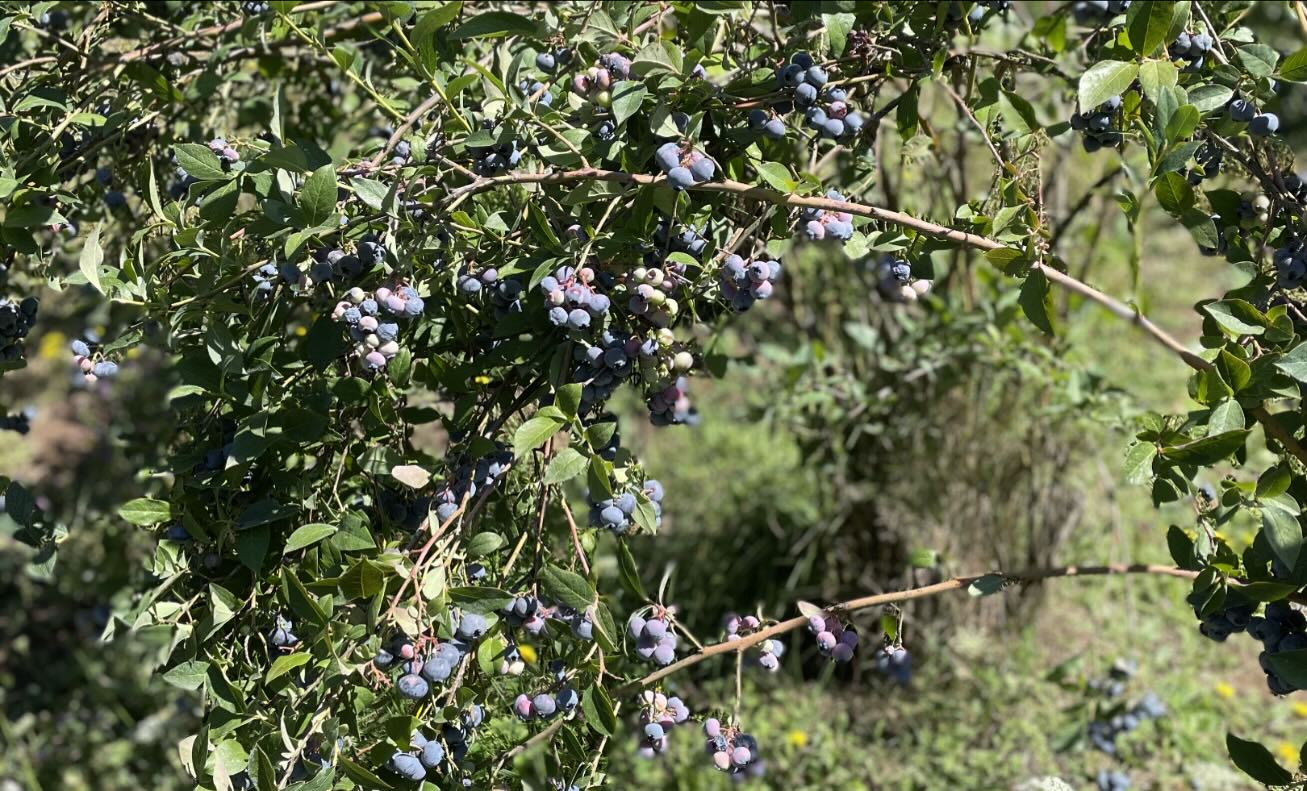 Blueberry Ridge Farm | Sherwood OR