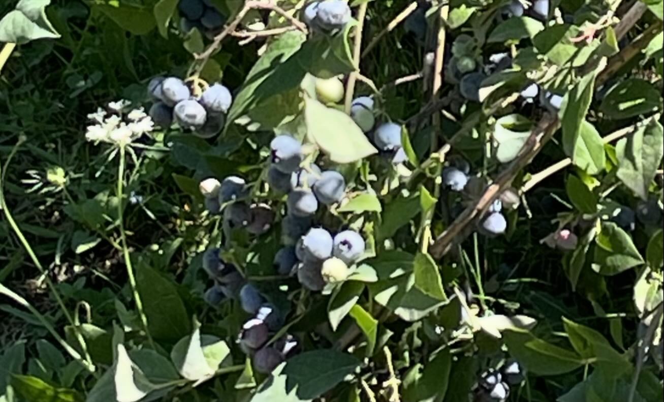 Blueberry Ridge Farm | Sherwood OR