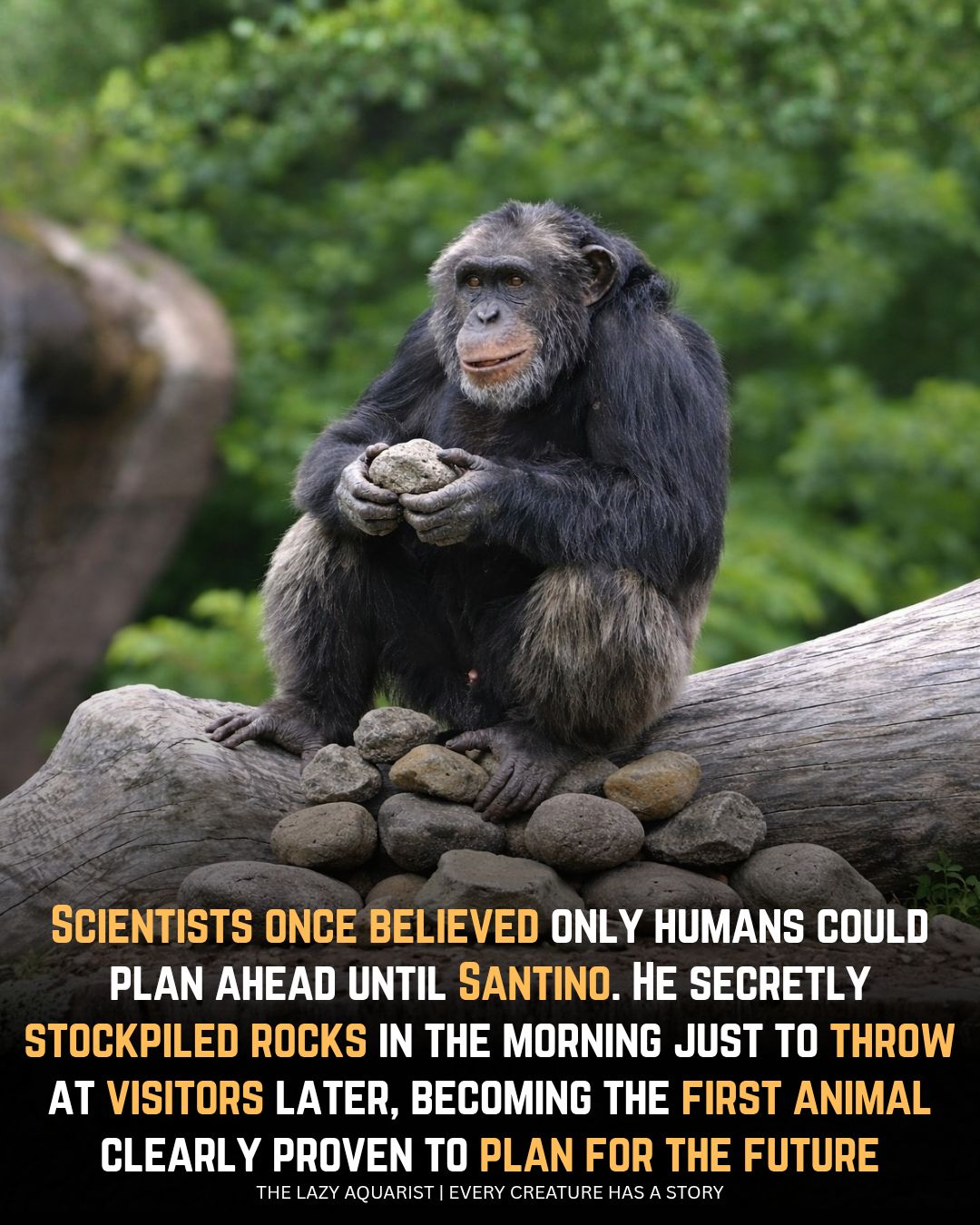 The Lazy - Most animals live in the moment. This chimp planned revenge ...