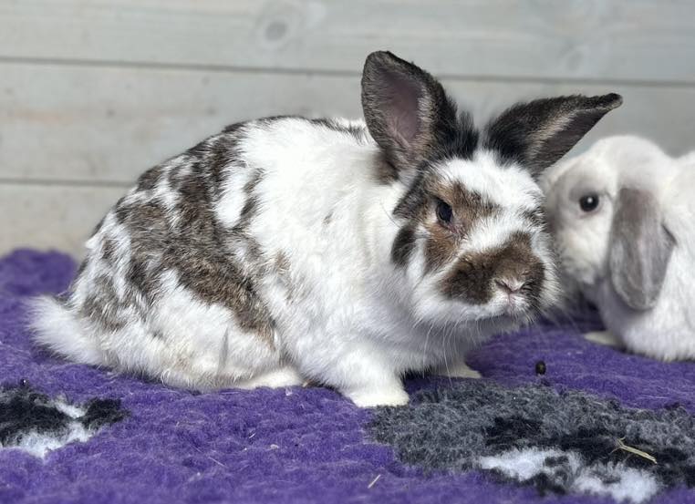 Our jaaaaaaaasssssooon (Jason... - Shrewsbury Rabbit Rescue | Facebook