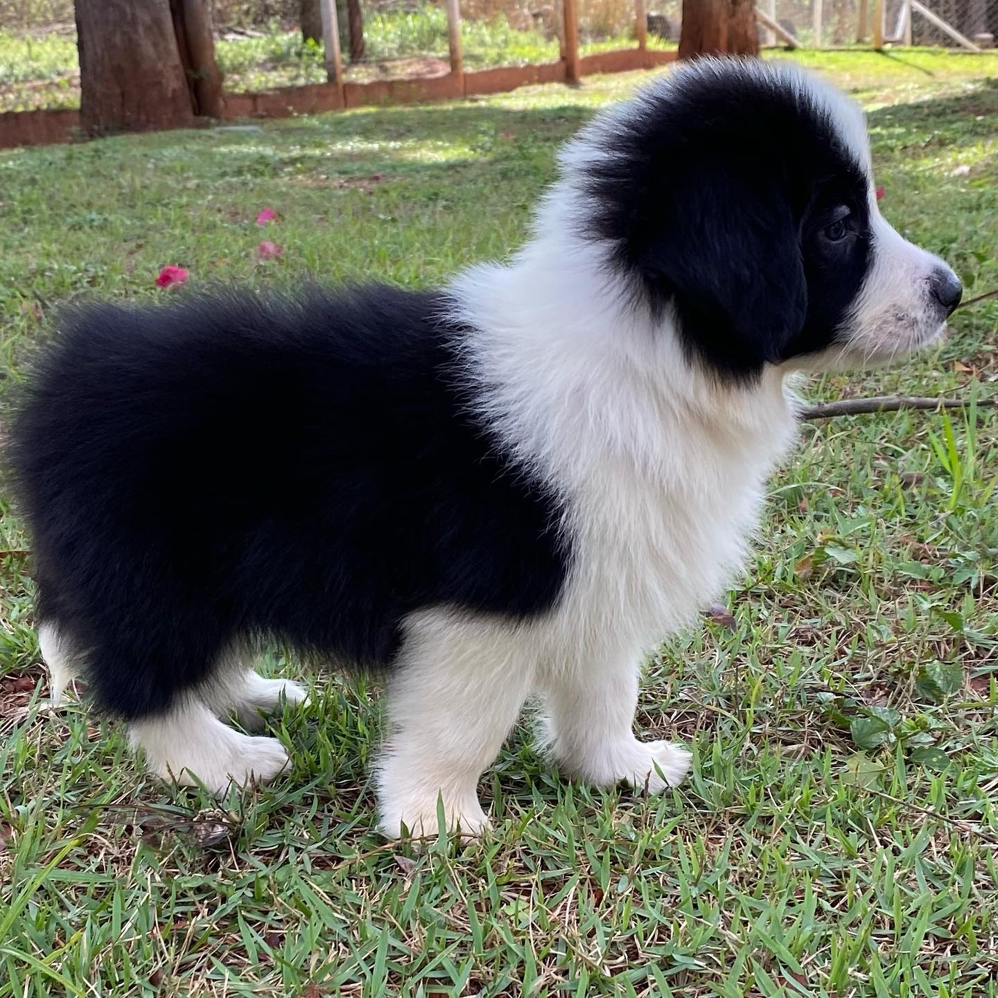 VDC - Esse tem estilo! 🤩🥰 #border #bordercollie #borders #borderbauru # ...