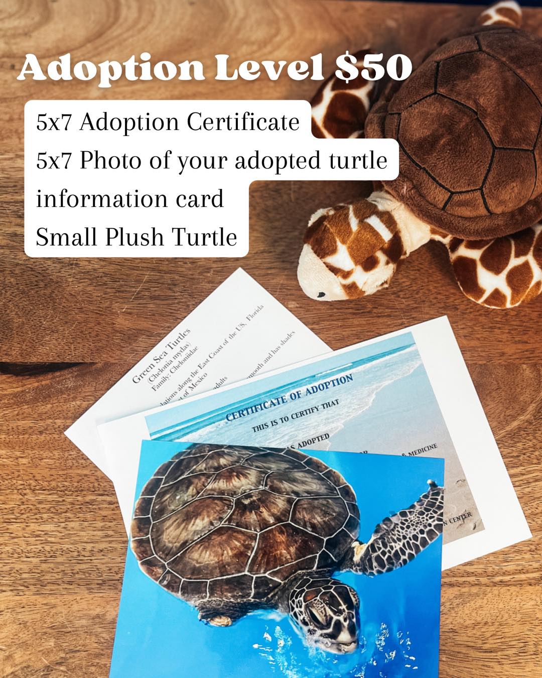 Did you know you can adopt a sea turtle at our Facility? 🐢💚 When you ...